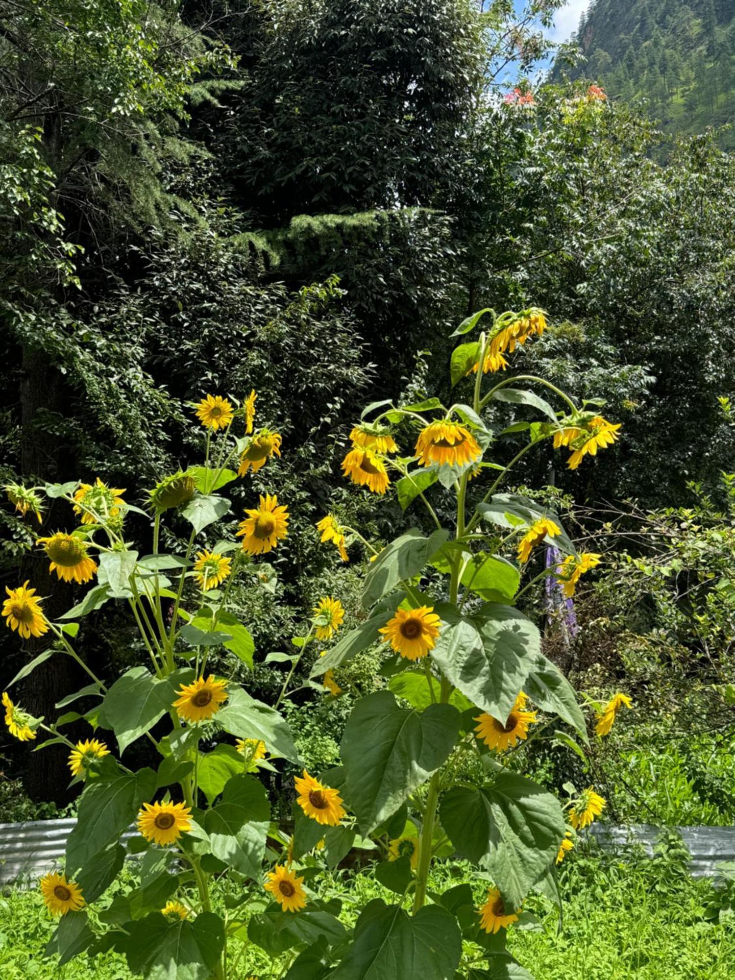 Delight Homestay Kasol Eksteriør billede
